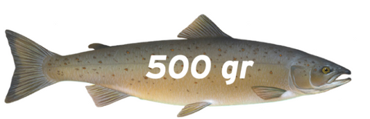Zalm 500 gram