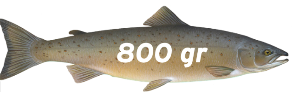 Zalm 800 gram