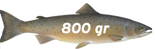 Zalm 800 gram